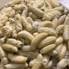 For the adventurous eater, I sometimes get rare ingredients like these hornet larvae. They are a true delicacy in Naga cuisine and are perfect for traditional preparations.