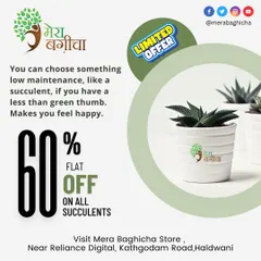 We have amazing deals on succulents! These low-maintenance plants are perfect if you're looking for something beautiful that doesn't require a lot of attention. They are sure to make you feel happy.