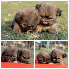 A trio of sleepy Lhasa Apso puppies. These 45-day-old pups are dewormed, toilet-trained, and come with a complete care guide, health certificate, and diet plan to ensure a smooth transition to their new home.
