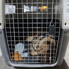 This dog is ready for a flight from Bangalore to Bagdogra. Your pet travels in an IATA-compliant crate, which is the global safety standard for air travel.