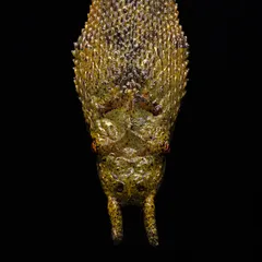 The bizarre and unique Tentacled Snake from Thailand. It's the only snake with mechanosensory tentacles on its snout, which it uses to hunt fish in murky water.