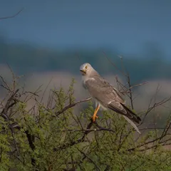 A male Pallid Harrier, with its distinct grey plumage and yellow eyes, perched on a thorny bush, scanning the grasslands for prey.