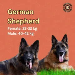 German Shepherds are strong, active dogs. This graphic provides the ideal weight range to ensure your loyal companion stays healthy and fit.