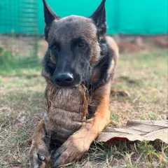 I present to you the toxic love story of Floyd and his coconut. This series of photos perfectly captures the goofy, intense, and hilarious personality of a Belgian Malinois. This is what I mean when I say we should let dogs be dogs.