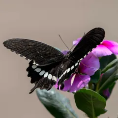 A Common Mormon butterfly with its elegant black wings marked with white spots, feeding on a pink flower in Pilibhit Tiger Reserve.