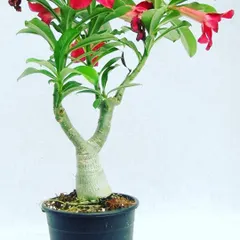 This is an Adenium plant, which has a thick stem that gives it a bonsai-like appearance. It's a great choice for a unique, low-maintenance potted plant that produces stunning red flowers.