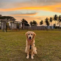 Golden hour at The Pawsome Camp is pure magic. This is the view that greets our happy campers: wide-open spaces to play and a beautiful sunset to end a perfect day.