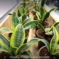 Our corporate plant solutions include ongoing maintenance. We conduct regular visits to check on plant health and provide replacements to ensure the workspace always looks fresh.