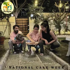 It's National Cake Week, and our furry guests are celebrating with a dog-safe carrot cake. Our team, including founder Vizal, enjoys sharing these special treats with the pups.