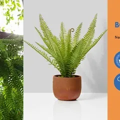 Some plants need more attention than others. The Boston Fern is beautiful but is considered high-maintenance because it requires consistent humidity to prevent its leaves from drying out.