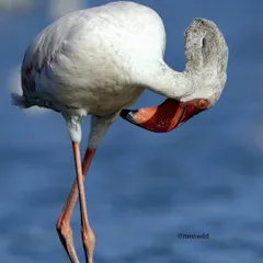 I love capturing the quirky personalities of birds. This flamingo seemed to be hiding from my camera, giving me a shy pose that was just too cute not to photograph.