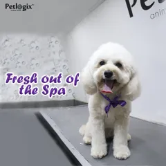 Fresh out of the spa. This little dog is looking bright, happy, and incredibly fluffy after their grooming session.