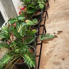 This shaded corridor is brought to life with a variety of foliage plants. Our single-tier stands line the wall, creating a beautiful indoor garden feel and keeping the walkway clear.