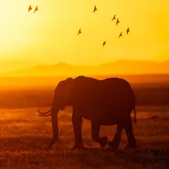 A lone elephant bull walks across the plains as birds fly overhead, all silhouetted against the vibrant orange sky of an African sunrise.