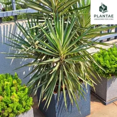 This close-up shows a Yucca plant paired with softer, bushier foliage, demonstrating how we layer textures and forms to create a rich, visually interesting garden design, even in a limited space.