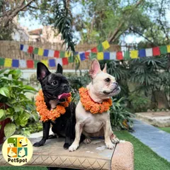 Two stylish Frenchie girls celebrating Kukur Tihar at PetSpot. We love to include all our boarding guests in the festivities, making their stay extra special.