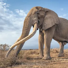 This is Craig, a true giant of Amboseli and a creature I feel a deep connection with. His tusks, so long they almost scrape the earth, tell a story of a long life lived against the odds. On my Kenyan safaris, we don't just see elephants; we learn to appreciate the presence of these timeless, majestic individuals.