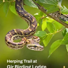 A python hangs from a leafy branch, perfectly camouflaged. This poster for our Herping Trail at Gir Birding Lodge highlights the thrill of discovering these masters of disguise.