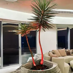 A magnificent silver yucca plant becomes the centerpiece of this luxurious living room. We specialize in sourcing and installing large, statement plants that define a space and bring a unique architectural element indoors.
