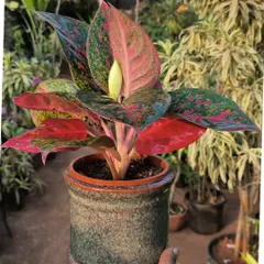 This Aglaonema 'Red Valentine' is a perfect example of how a plant and pot can complement each other. The rustic green pot makes the red and pink leaves really stand out.