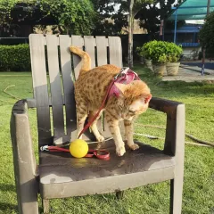 This beautiful ginger cat is enjoying a picnic day out on the lawn. We ensure our feline guests get safe, supervised time in the fresh air.