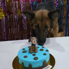 Raja inspecting his birthday cake. It has a little dog on it, just for him.