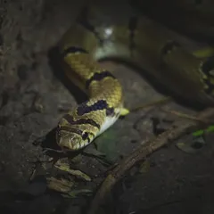 This is a Russell's Kukri, a non-venomous snake we came across on a night trail. They are common neighbors to humans in the Millennium City.