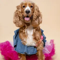 A gorgeous Cocker Spaniel named October is all dressed up for her birthday in a denim and pink tulle dress.