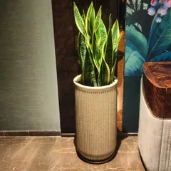 A Sansevieria, or Snake Plant, in a matching textured pot. Known for being low-maintenance and an excellent air purifier, it's a practical and stylish choice for modern interiors.