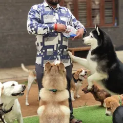 Here I am with a group of dogs of all shapes and sizes. They are all focused and waiting calmly for their reward. This is the structured, positive environment I create for all the dogs in my care.
