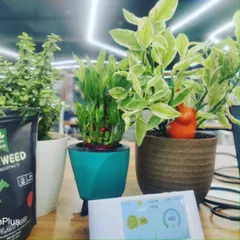 This collection of desktop plants, including a Lucky Bamboo and a Pedilanthus, is shown next to an air quality monitor. It's a great visual of how my plants directly contribute to a healthier and more pleasant personal workspace.