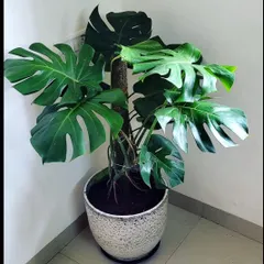 This beautiful Monstera deliciosa, with its iconic split leaves, has just been delivered to its new home. We provide healthy, mature plants that make an immediate impact in any room.