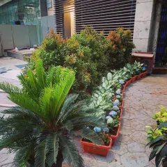 A vibrant plant setup for one of our favorite venues in South Mumbai. We arranged Syzygium shrubs, white Delilah, and a pop of blue Hydrangea to create an inviting and colorful entrance.