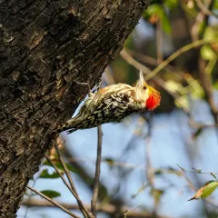 A Flameback Woodpecker, another beautiful species shared to raise awareness on National Wildlife Day.