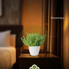The aromatic scent of Rosemary is pleasant to us but repels mosquitoes. It's a perfect, low-maintenance herb for your bedroom or living area.