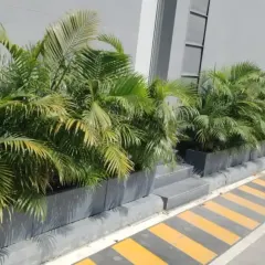 We use lush areca palms in modern grey planters to create an elegant and welcoming entrance for this corporate building. This type of linear planting adds structure and a tropical feel to the architecture.