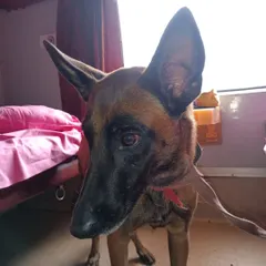 A close-up of one of the Belgian Malinois service dogs we relocated. These dogs are highly trained, and we provide the professional handling they require during travel.