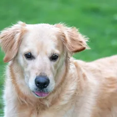 A soulful close-up of a beautiful Golden Retriever, with a tiny bit of tongue peeking out. Natural light brings out the warmth in their coat and the kindness in their eyes.