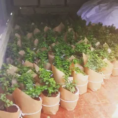 Dispatching live gifts for green humans. We carefully wrap each plant to ensure they arrive safely and beautifully.