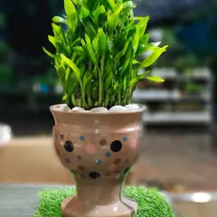 A lucky bamboo plant potted in a fun, hand-painted ceramic pot with multi-colored polka dots. This is a great example of a ready-made gift that is both thoughtful and decorative.