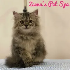 Look at this adorable fluffy kitten after her first grooming experience. I use extra gentle techniques for young ones to make sure their introduction to a spa day is positive and stress-free. Her tabby coat is now wonderfully soft.