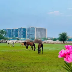 A beautiful view of our horses grazing on the lush green lawn, a peaceful scene that greets you at our club.