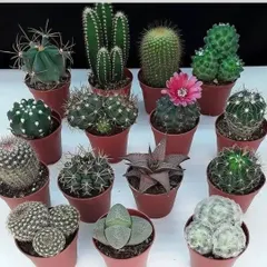 A selection of small cacti, perfect for party favors or as a starter collection. You can see many different shapes and types, including one with a flower.