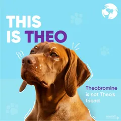 This is Theo, and he cannot have chocolate. This graphic is a friendly reminder that theobromine is toxic to dogs, which is why I focus on safe, pet-friendly alternatives.