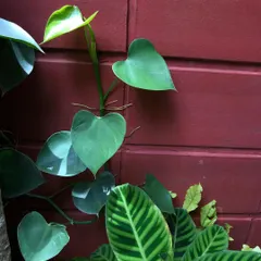 A duplicate image showing the heart-shaped leaves of the Philodendron climbing the wall, a simple but beautiful moment in the garden.