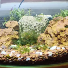 Our classroom shrimp habitat, a complete ecosystem in miniature. The children researched, planned, and built this environment, learning about water chemistry, aquatic plants, and the life cycles of different shrimp species.