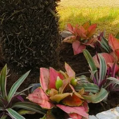 A close-up of a garden bed showing how I use colorful foliage plants like Aglaonema and Tradescantia to complement the textures of a palm trunk.
