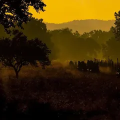 The landscape of Kanha forest during the golden hour. The low sun creates a warm, yellow-orange sky, and the dust kicked up by safari jeeps adds to the moody, atmospheric scene.