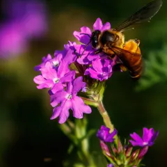 A honey bee covered in yellow pollen works diligently on a cluster of small purple flowers. This macro shot emphasizes the symbiotic relationship between pollinator and plant.