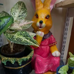 Add a touch of whimsy to your plant collection with this adorable rabbit planter. It's a fun and charming way to display your favorite small plant and is sure to be a conversation starter.